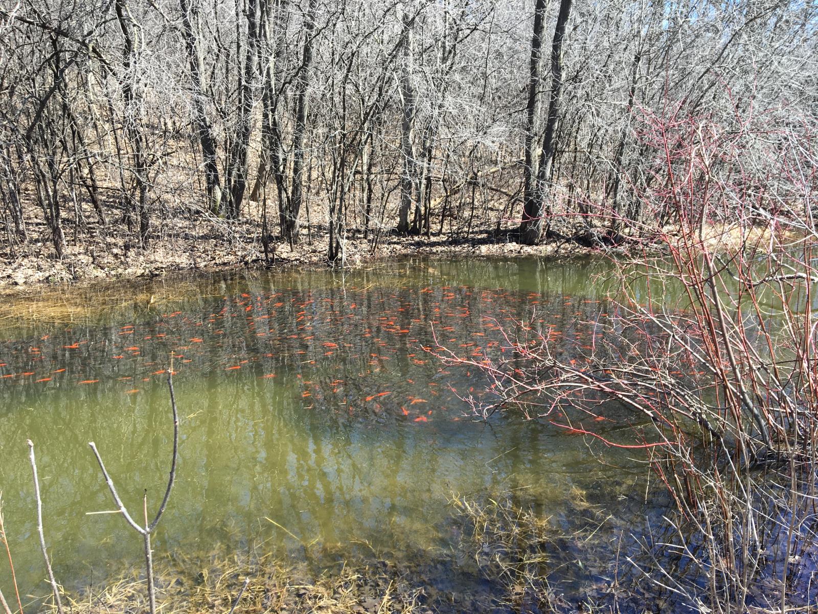 Goldfish of gold and brown colors swim in a swirl in a lake