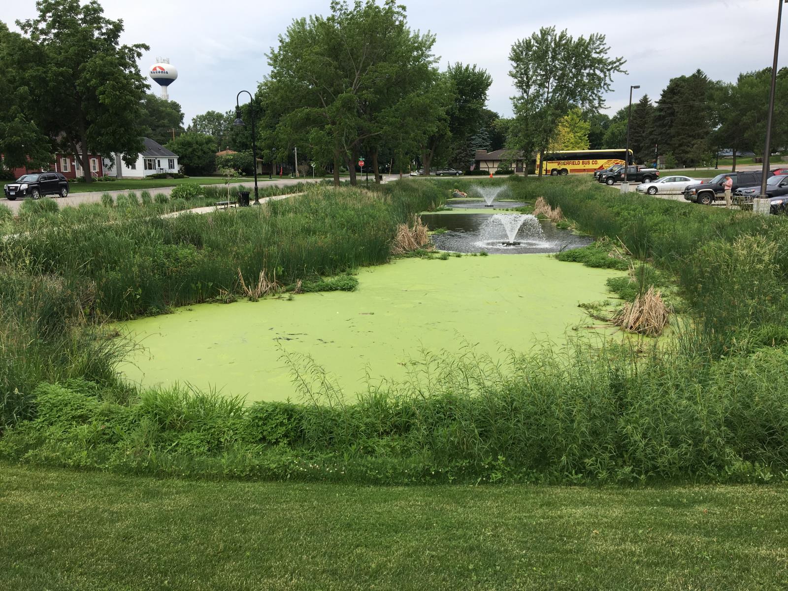 duckweed fountain park