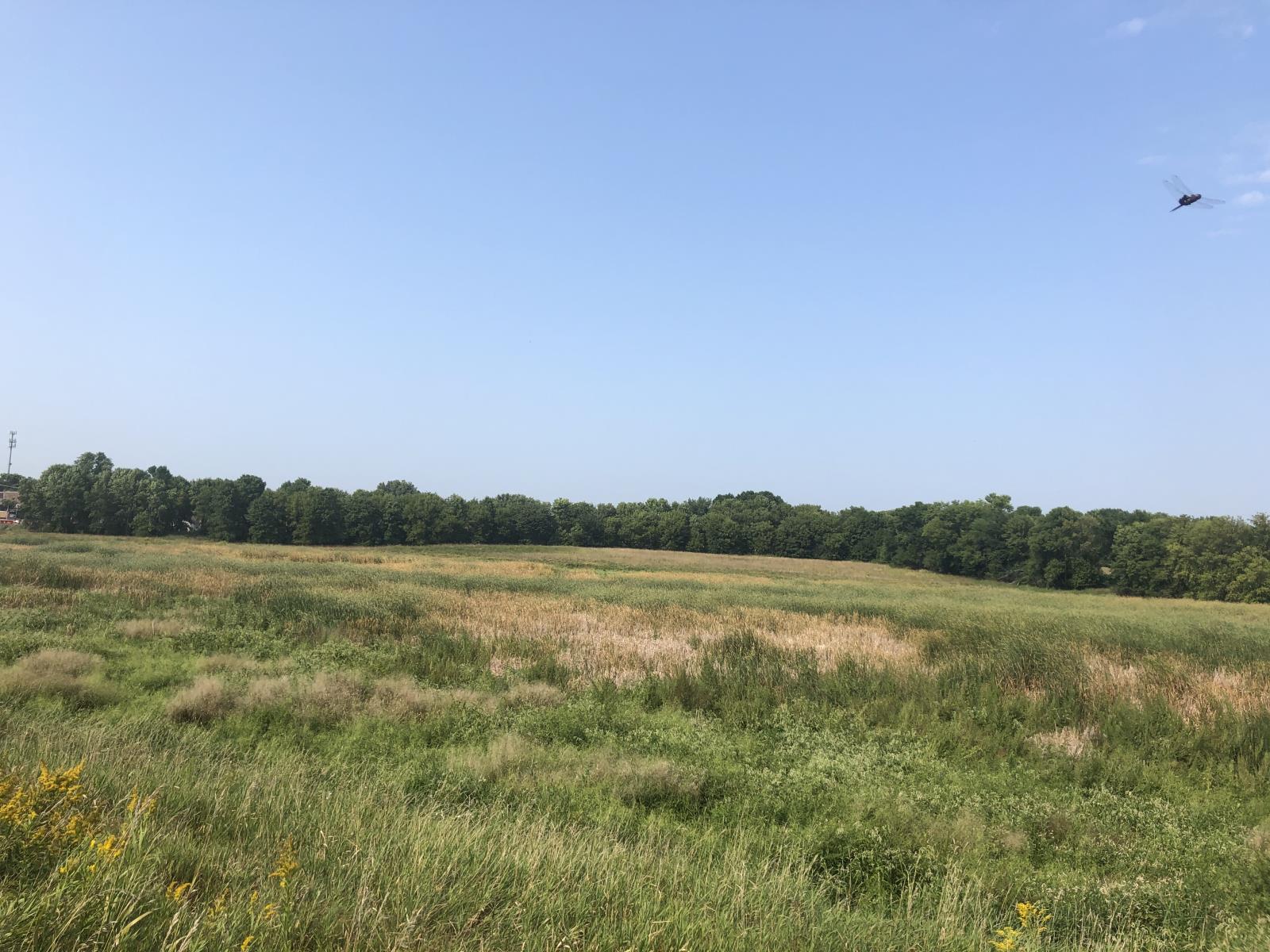 A wetland restored in Mayer, MN showing plants moving in the breeze and a large blue sky.