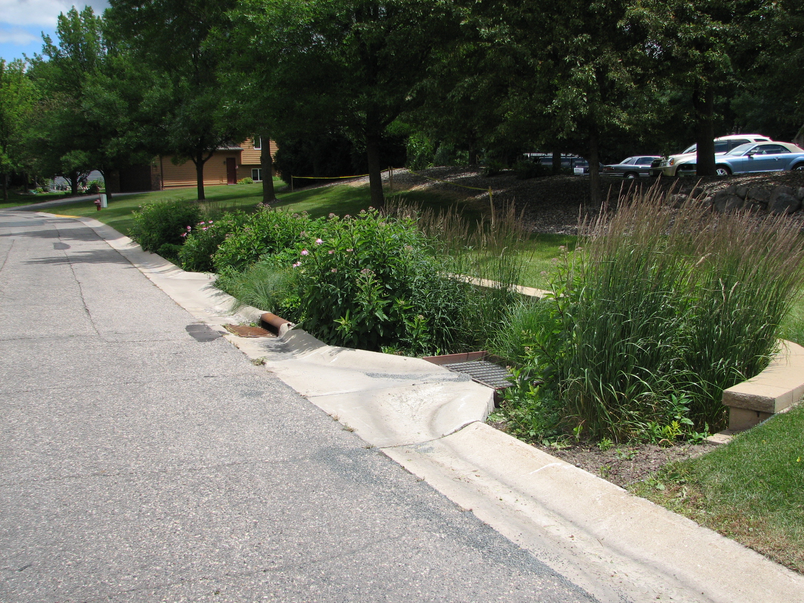 Raingarden by street with inlets to allow stormwater to flow in. Tall flowering plants and grasses in the raingarden.