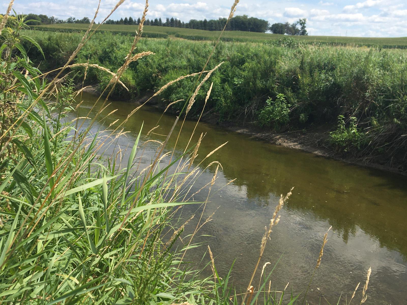 Bevens Creek, with muddy waters, flows between a wetland and a cornfield.