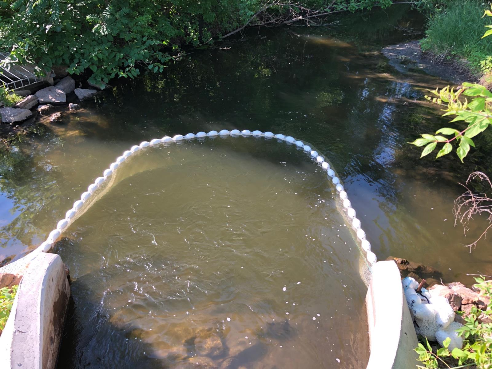 A net is anchored on Bent Creek to capture trash as it floats by as part of the stream trash collection project.