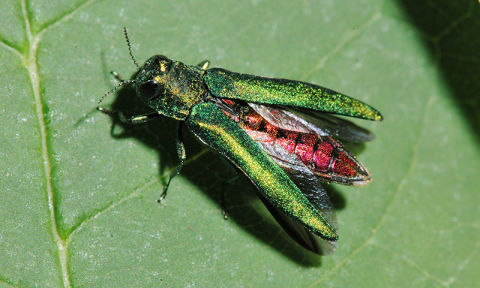 emerald ash borer