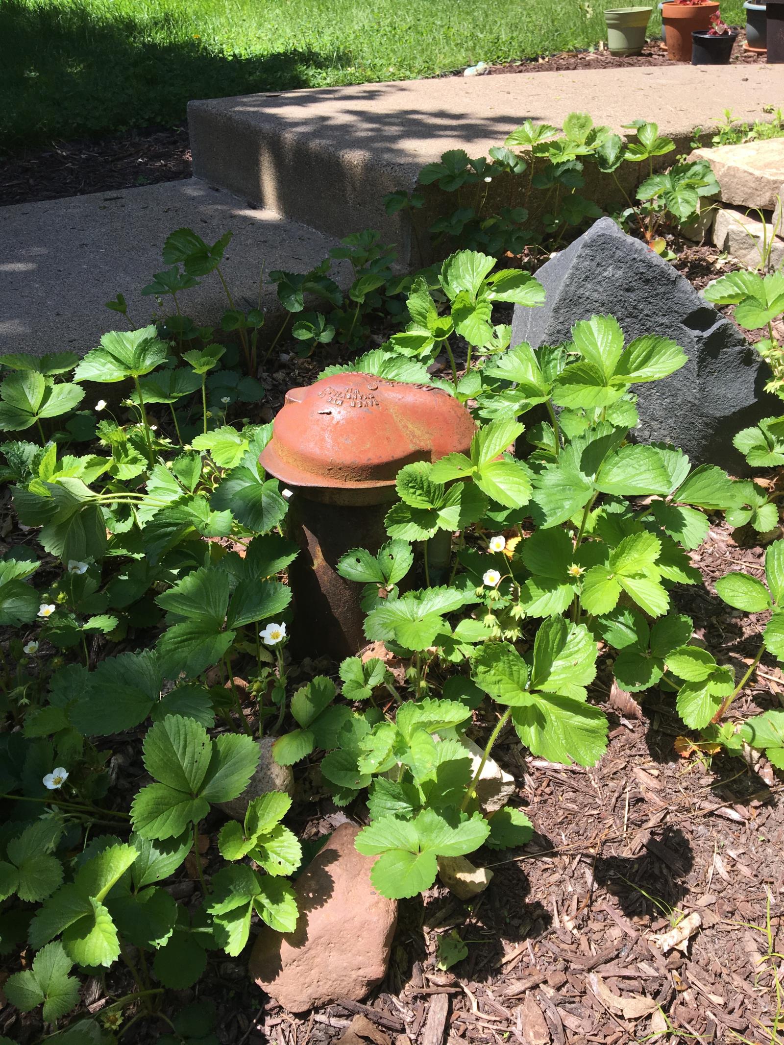 Well head sticking out of the ground with plants nearby