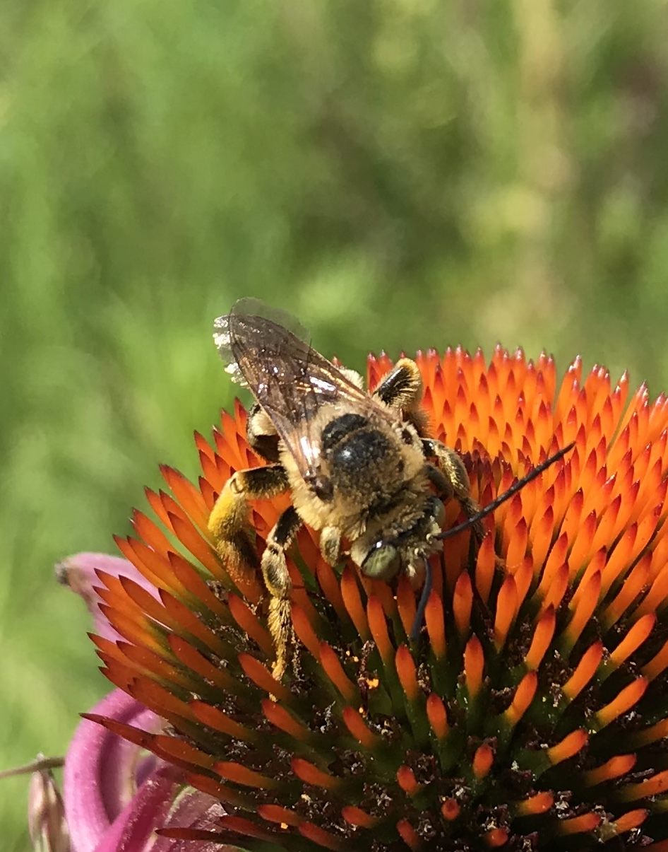 Bee gathering pollen from a purple flower 