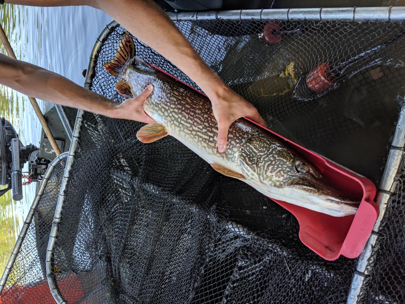 A northern pike fish being measured for length