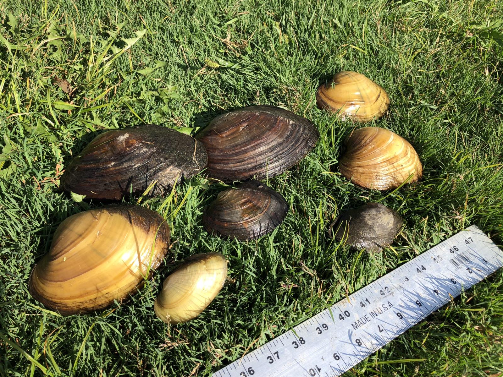 Eight native mussels sit on the grass near a rule to be measured.