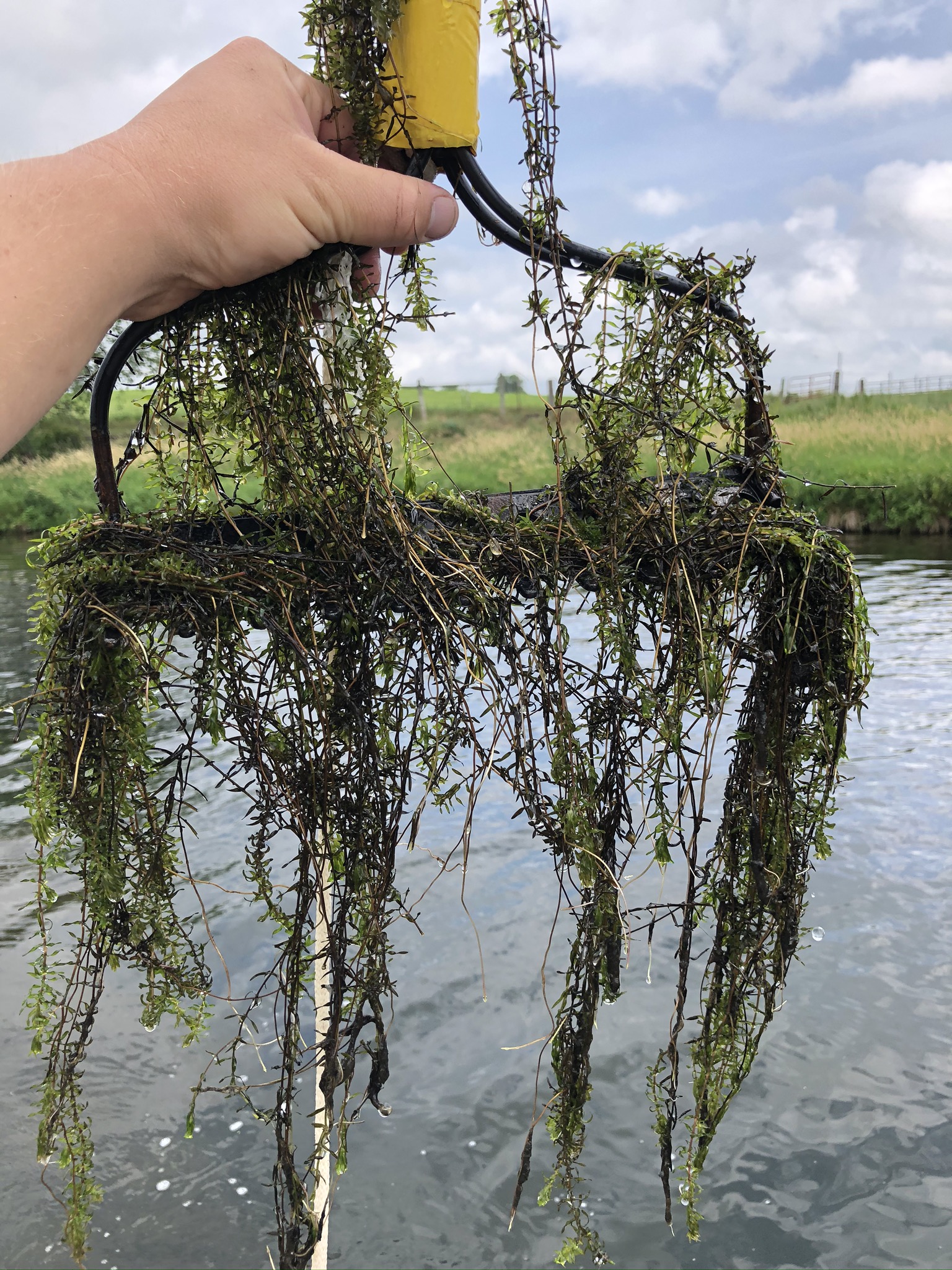 Rake with aquatic plants being brought up from the water