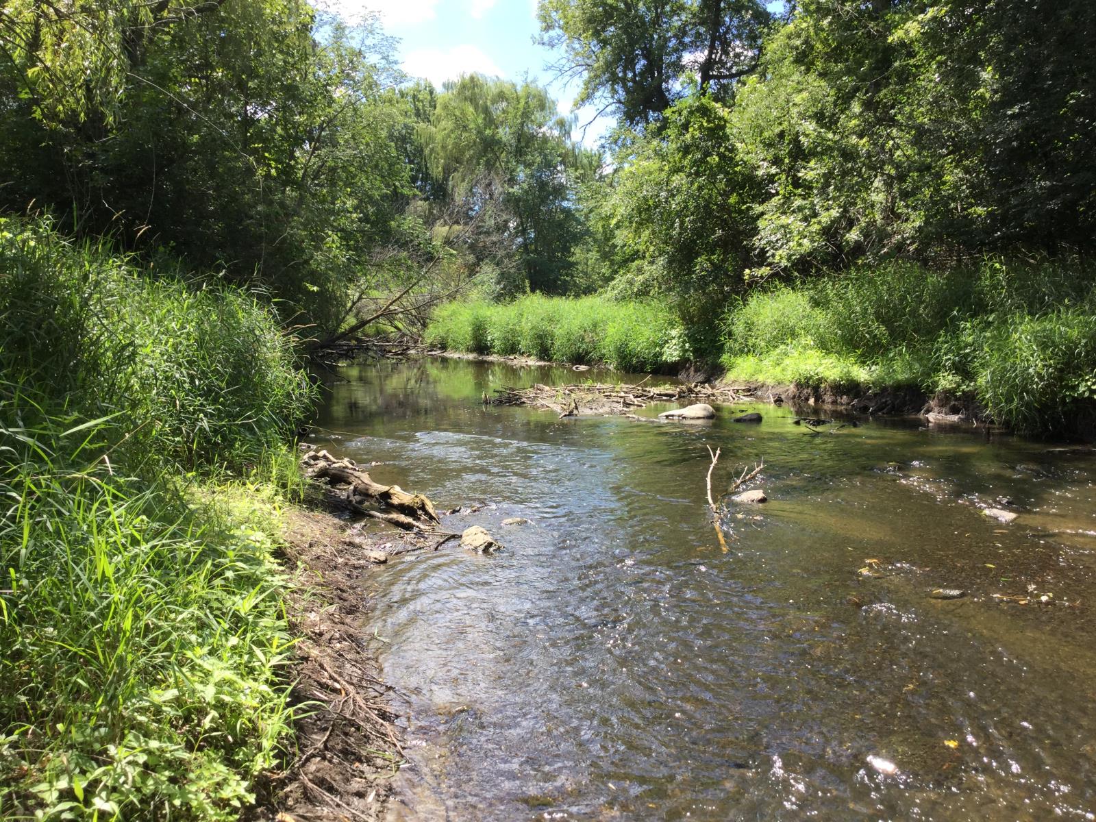 View of Carver Creek with trees and plants along the side.