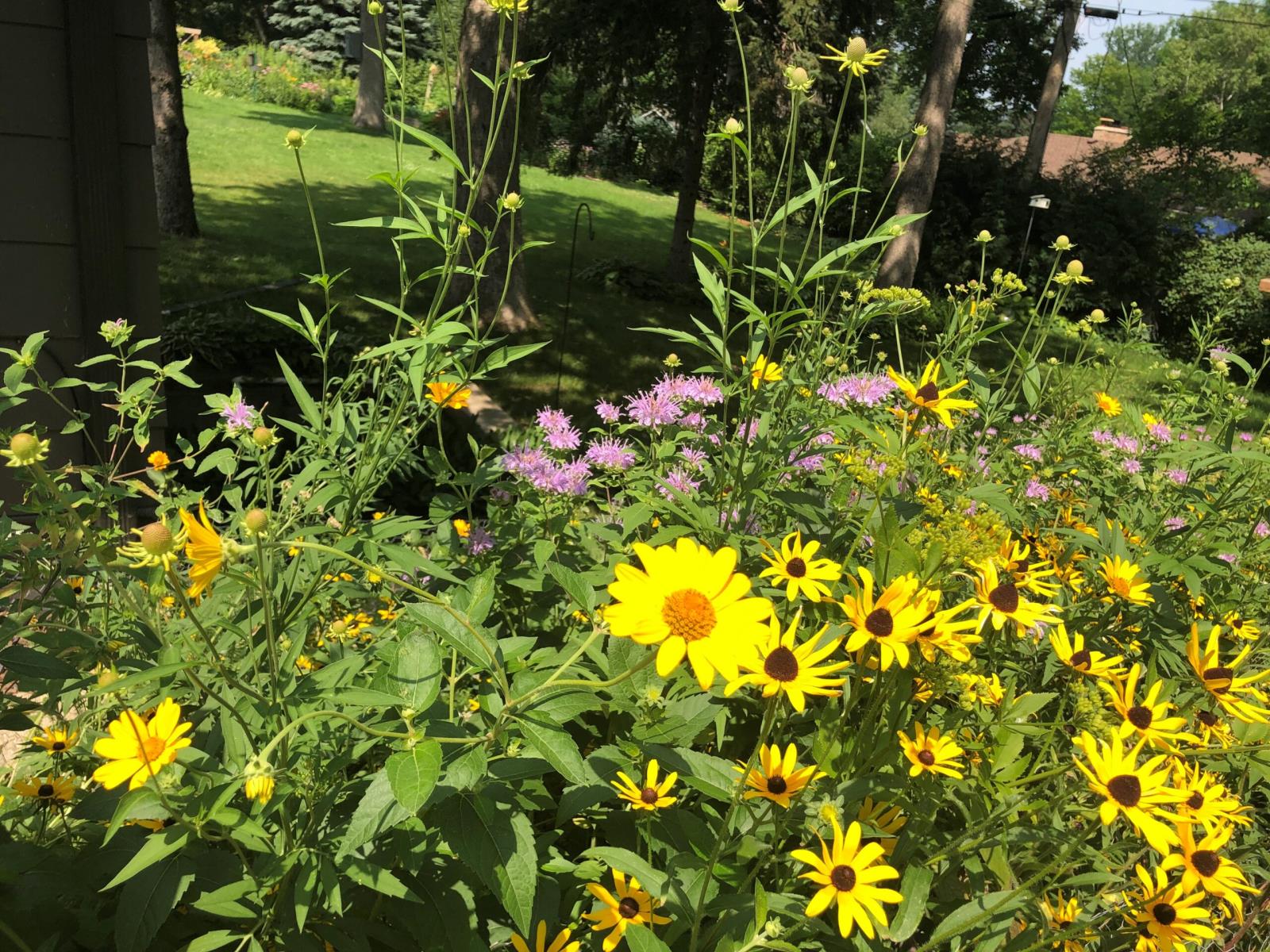 MNL Pollinator Mix