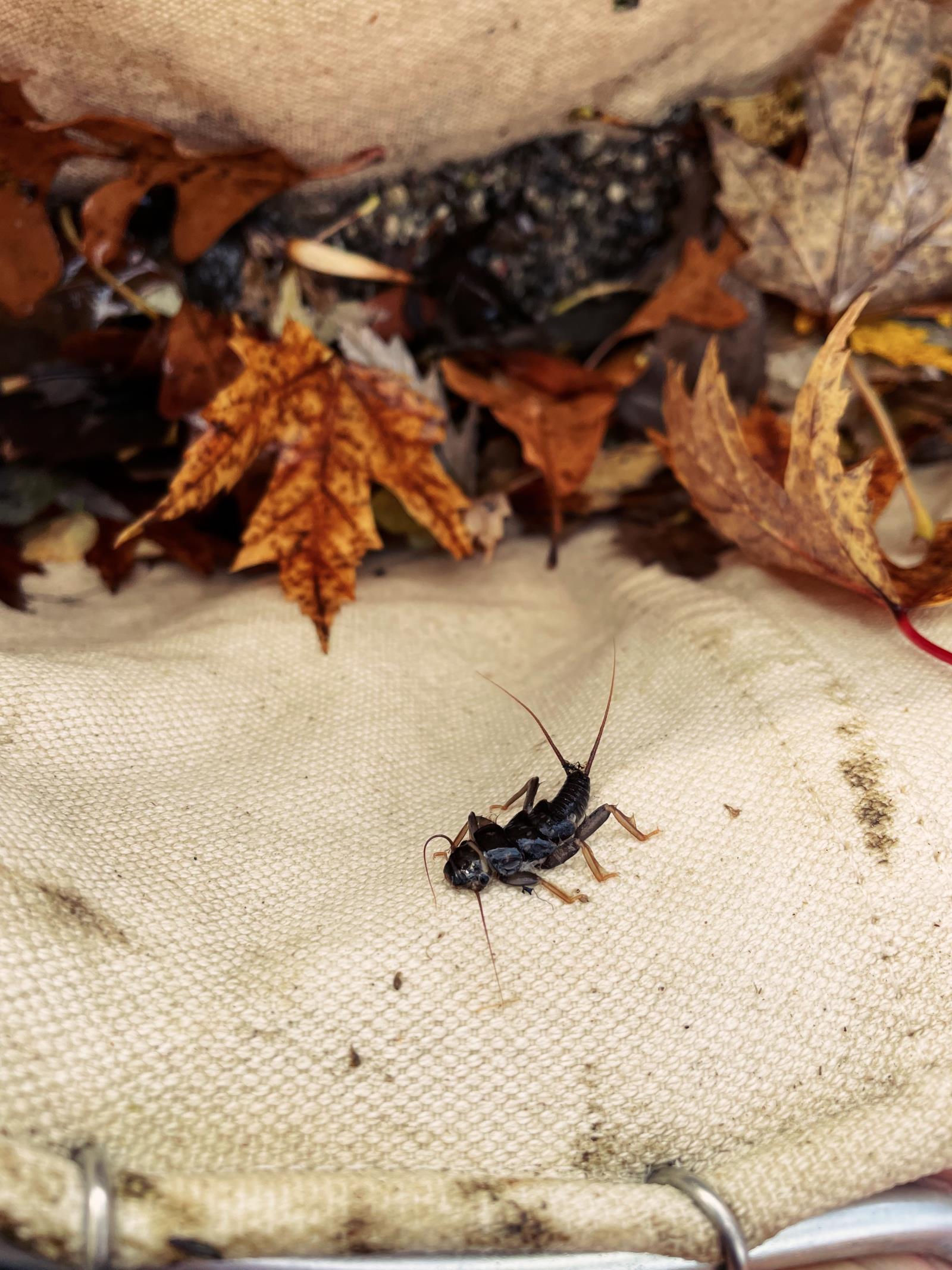 Small brown aquatic bug known as a stonefly nymph sitting on sampling net