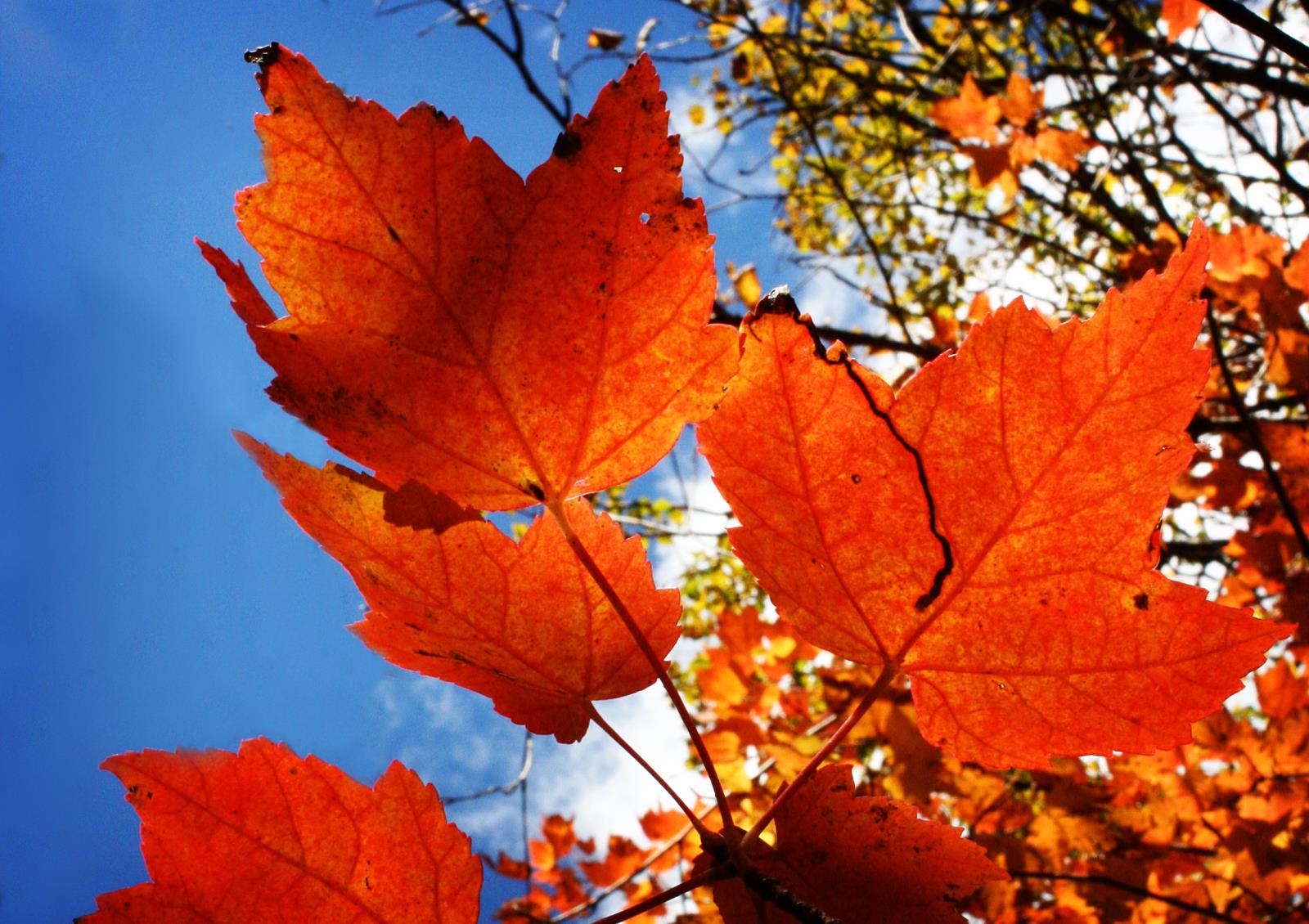 Leaf and sky