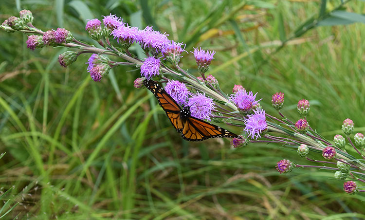 Butterfly Garden