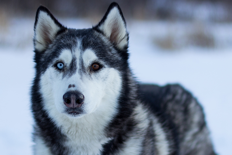 Sled Dog