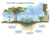 raingarden components