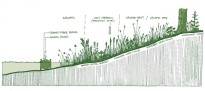 Shoreline Restoration Crossection