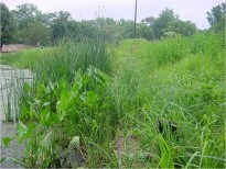 Established Native Plants