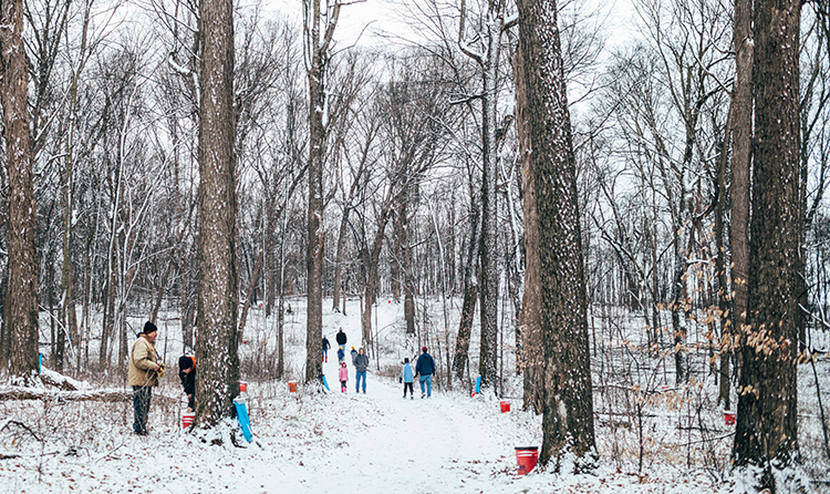 maple syrup - Sugar Bush (2)