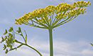 wild parsnip -thumbnail