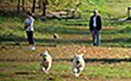 Dog park 2