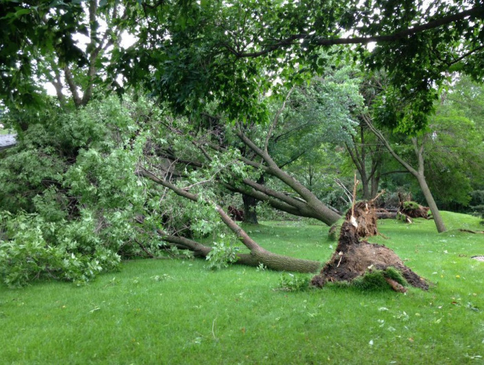 tree_down